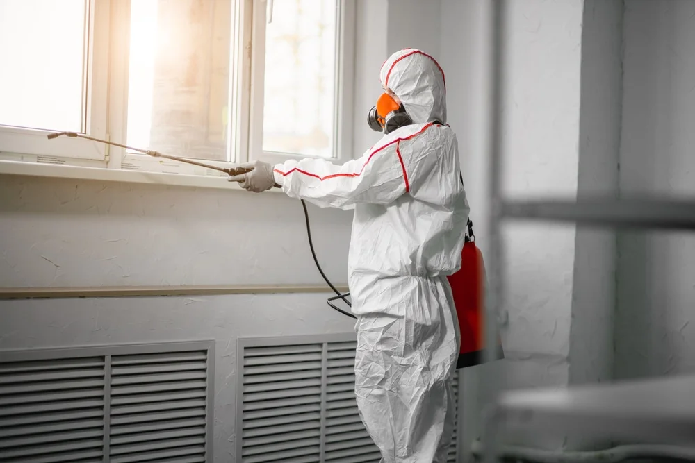 Professional mold remediation services in San Patricio, NM